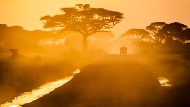 Car-Passing-inbetween-trees