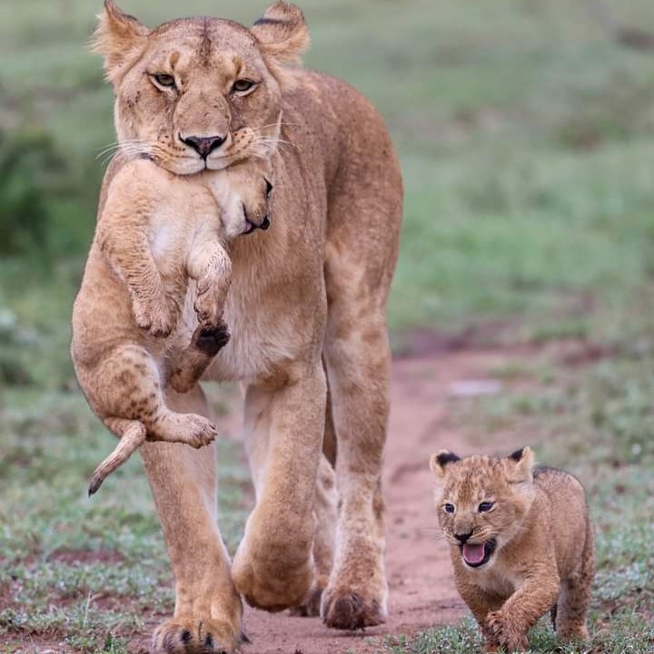 lion